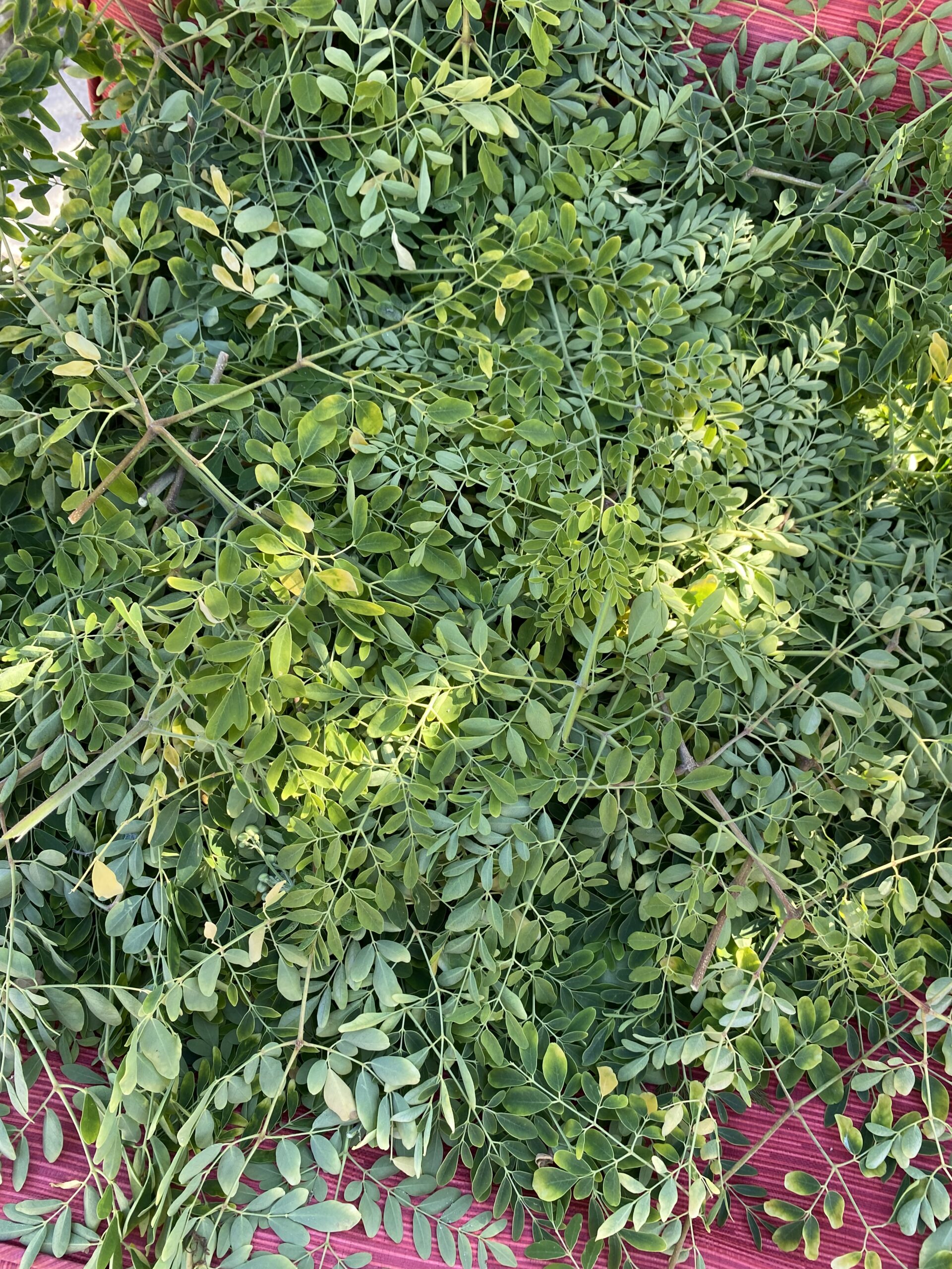 Moringa leaves