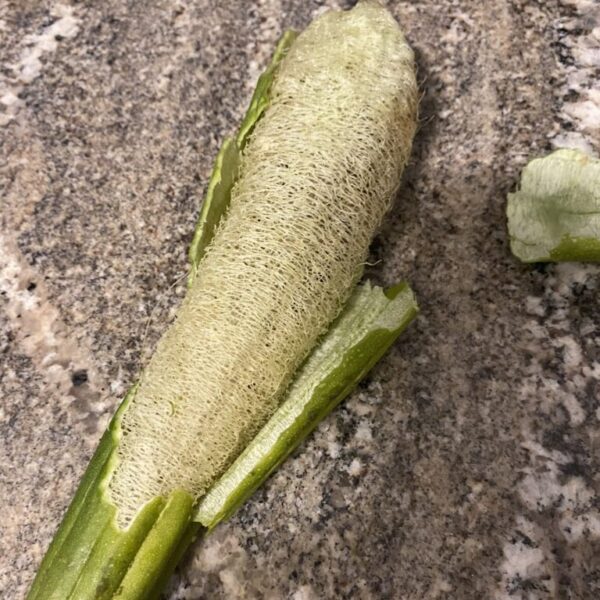 Loofah